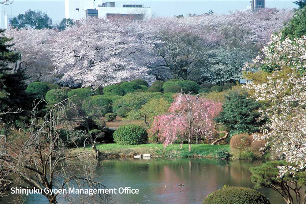 Shinjuku Gyoen National Garden